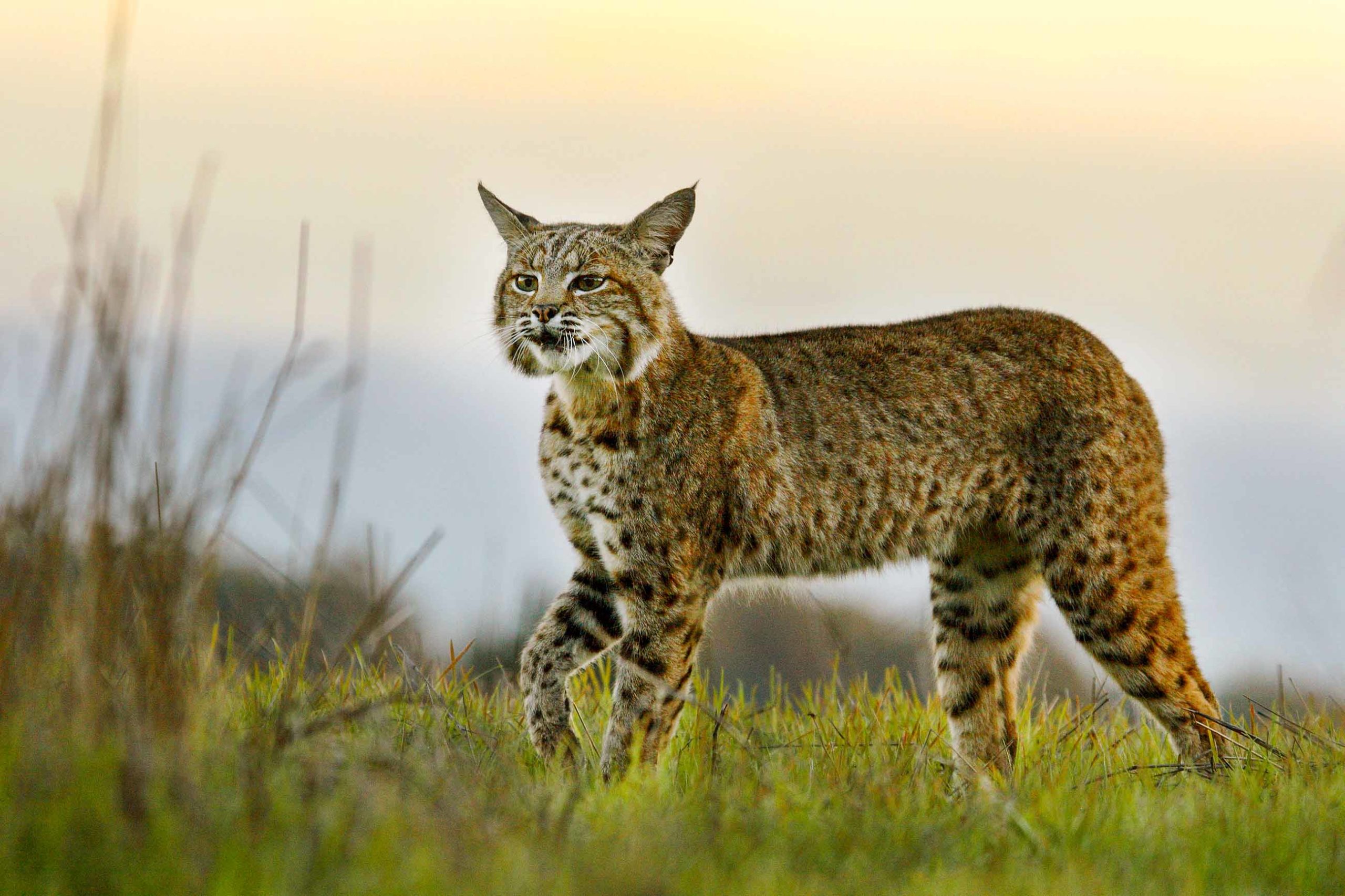 Cat Expeditions - BOBCATS OF CALIFORNIA TOUR