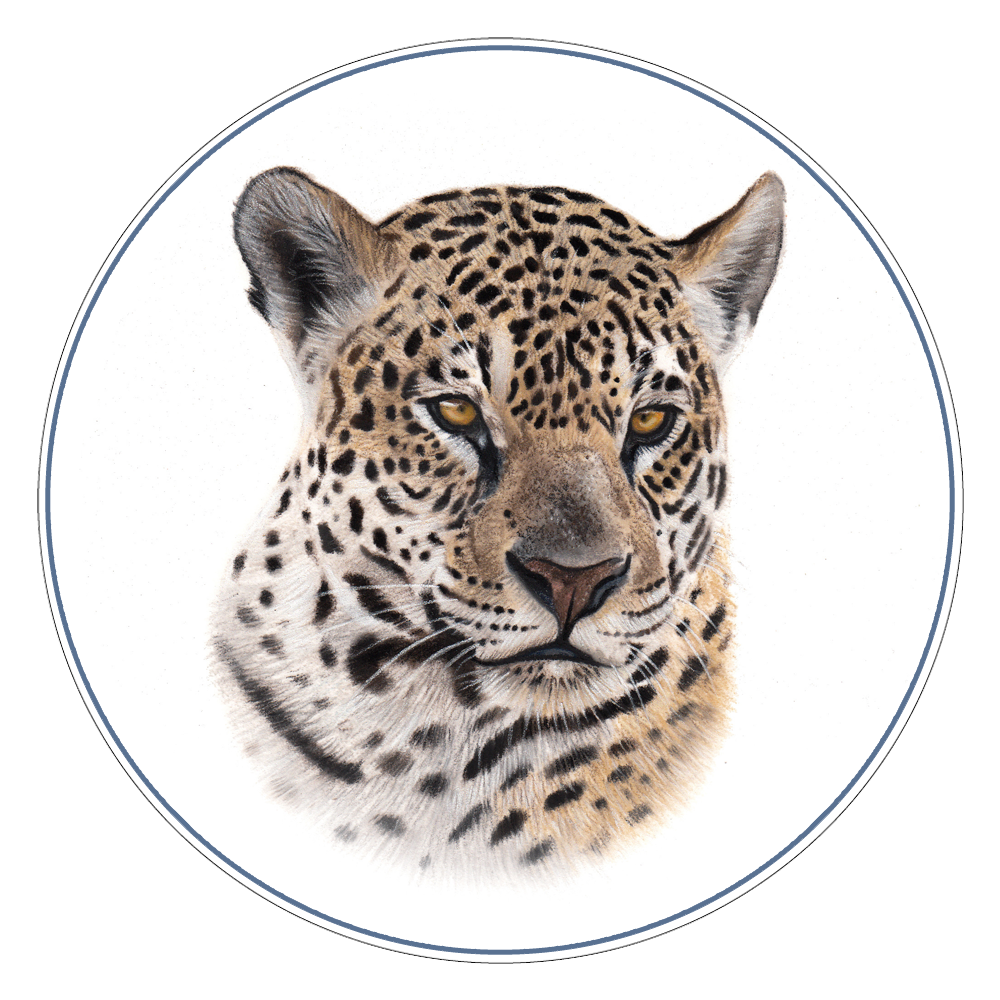 Jaguar illustration