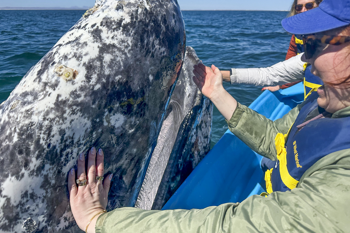 Whale Expeditions - Gray Whales and Blue Whales in Baja Photo Tour