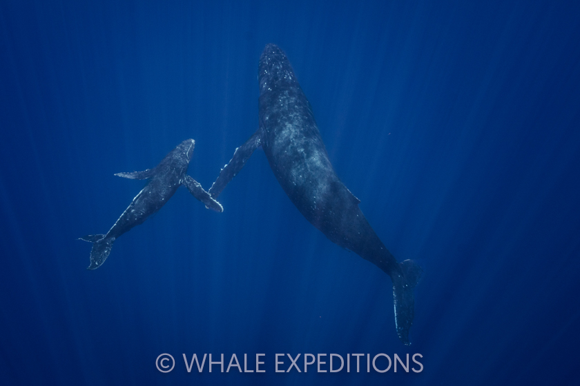 Humpback mother and calf in Tonga during our 2024 Whale Expeditions tour.