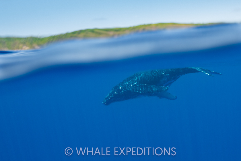 Humpback whale calf just under the surface during our 2024 trip in Tonga