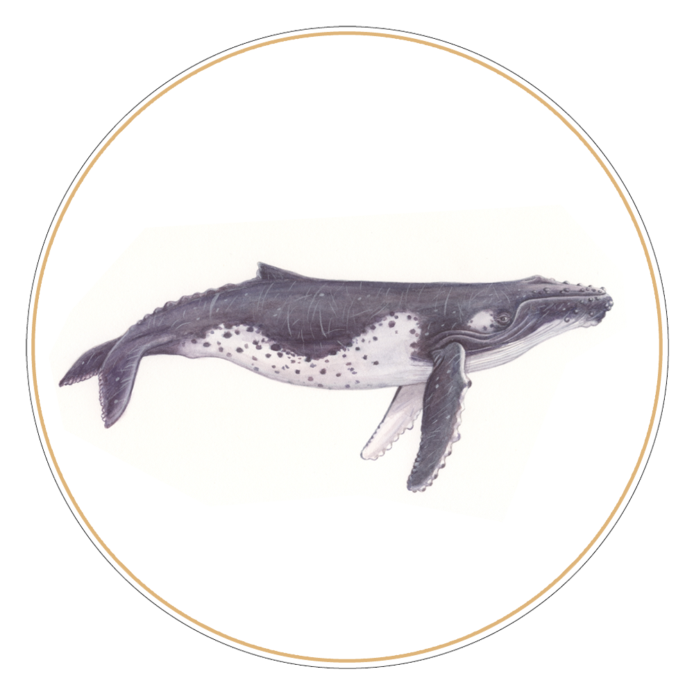 Humpback Whale Illustration