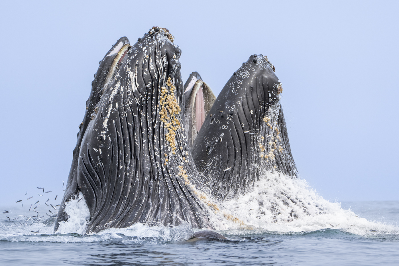 Humpback Whales Gulp Feeding