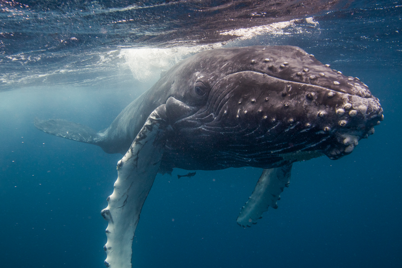 Whale Expeditions - Humpback Whales in Tonga PHOTO TOUR