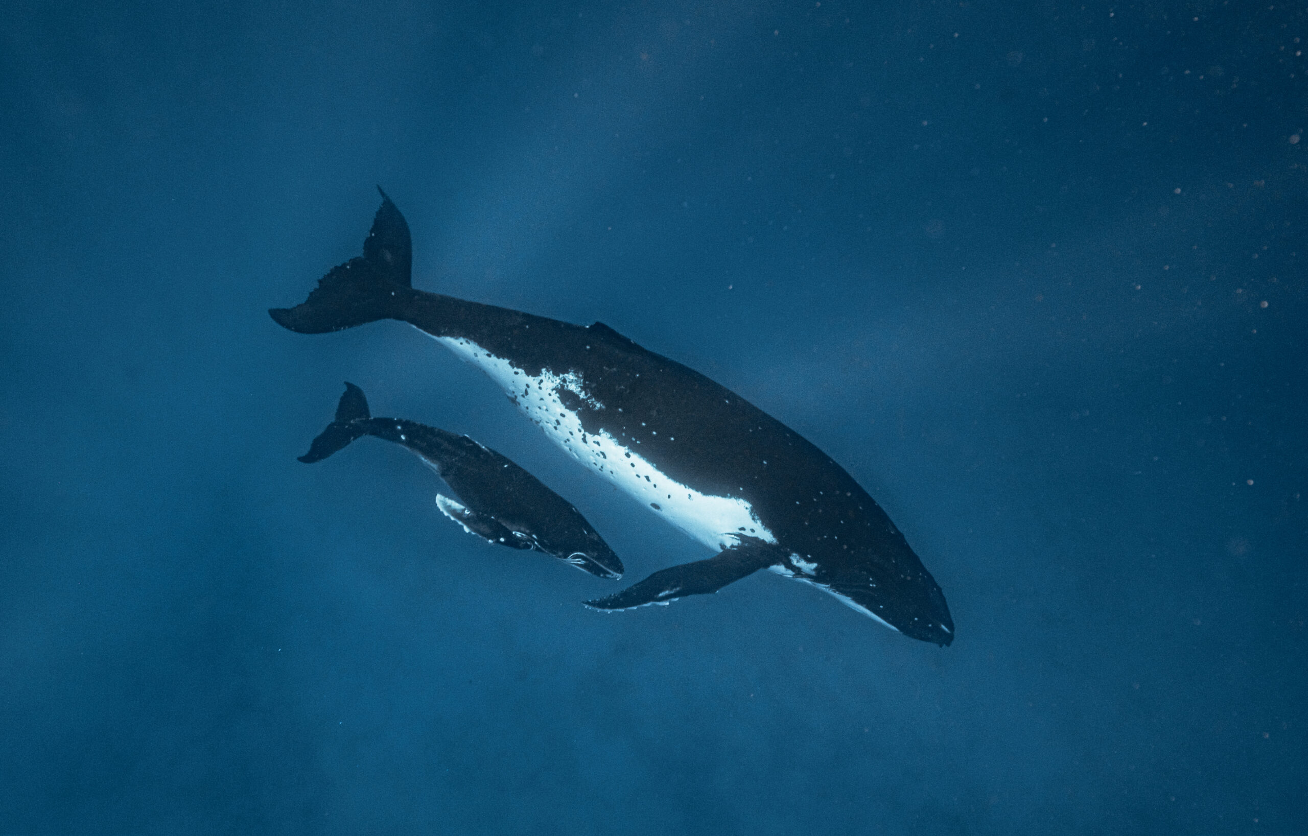 Humpback Whale mother and calf in Tonga