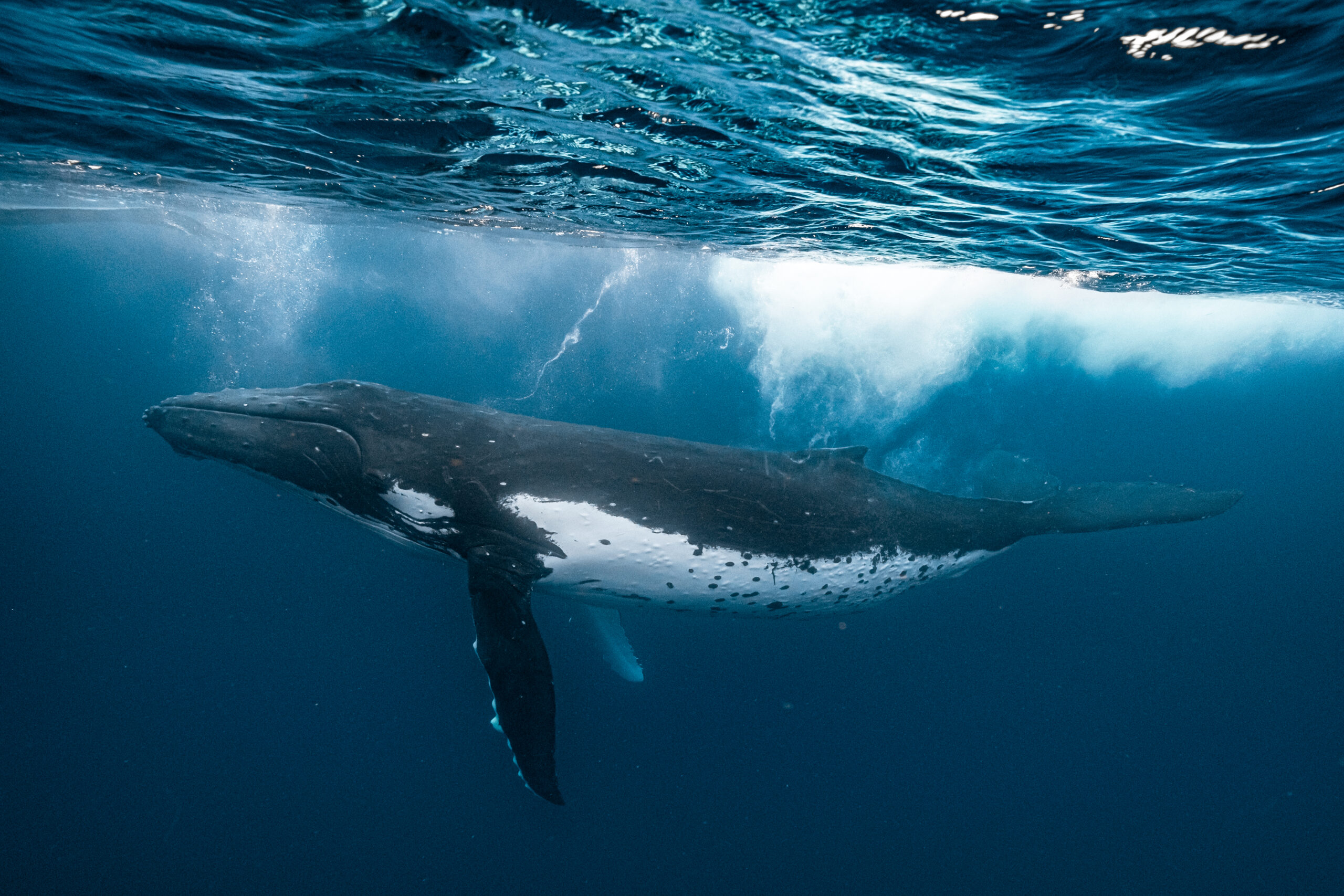 Southern Humpback Whale in Tonga Showing Typical Coloration