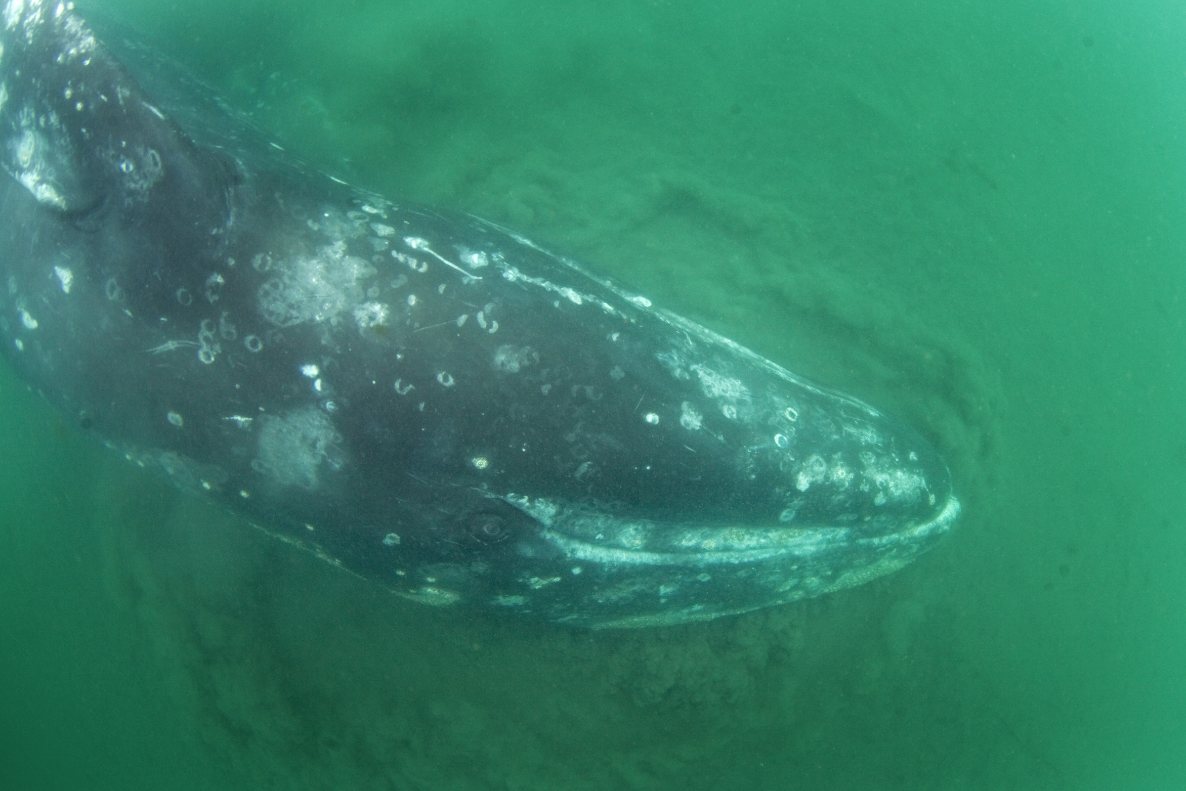 A Gray whale feeds on the benthic crustaceans of San Ignacio lagoon in Mexico. By turning its body and then submerging part of its mouth into the sediment it scoops up its prey.