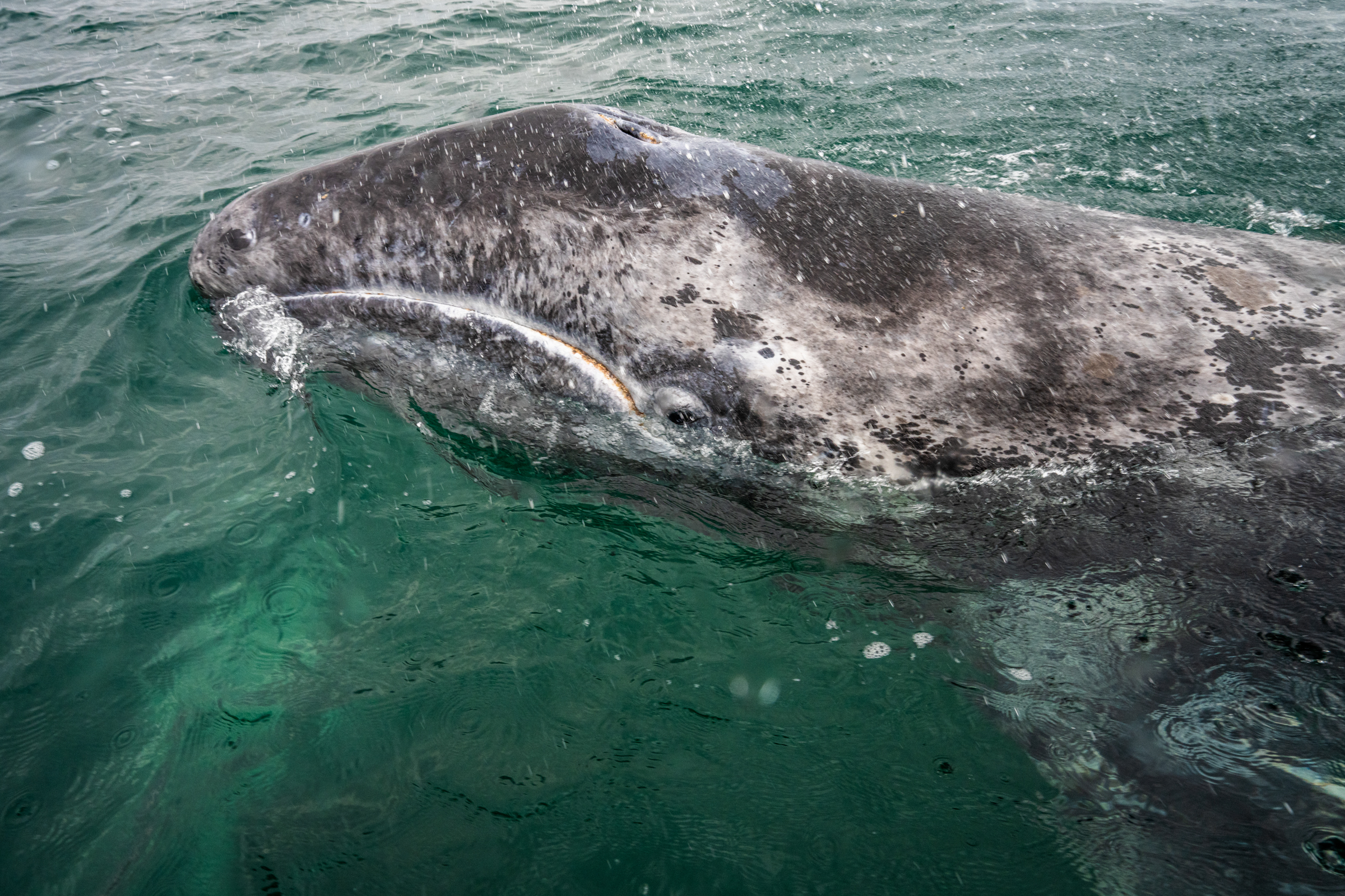 Gray Whale in San Ignacio Lagoon