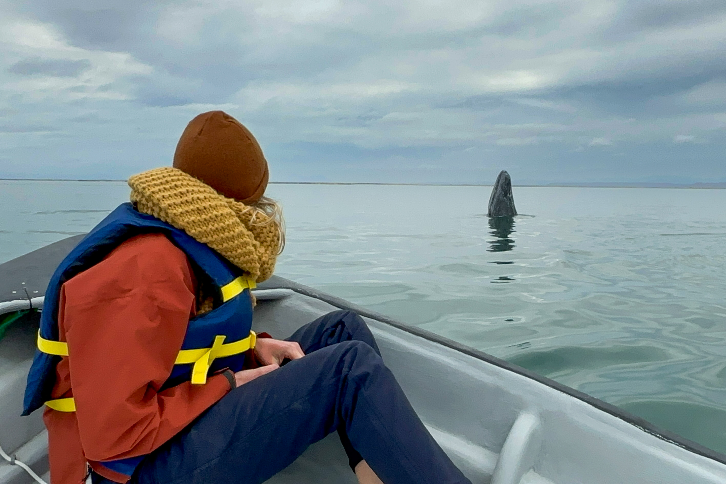 Gray Whale Spyhopping Near Tourist
