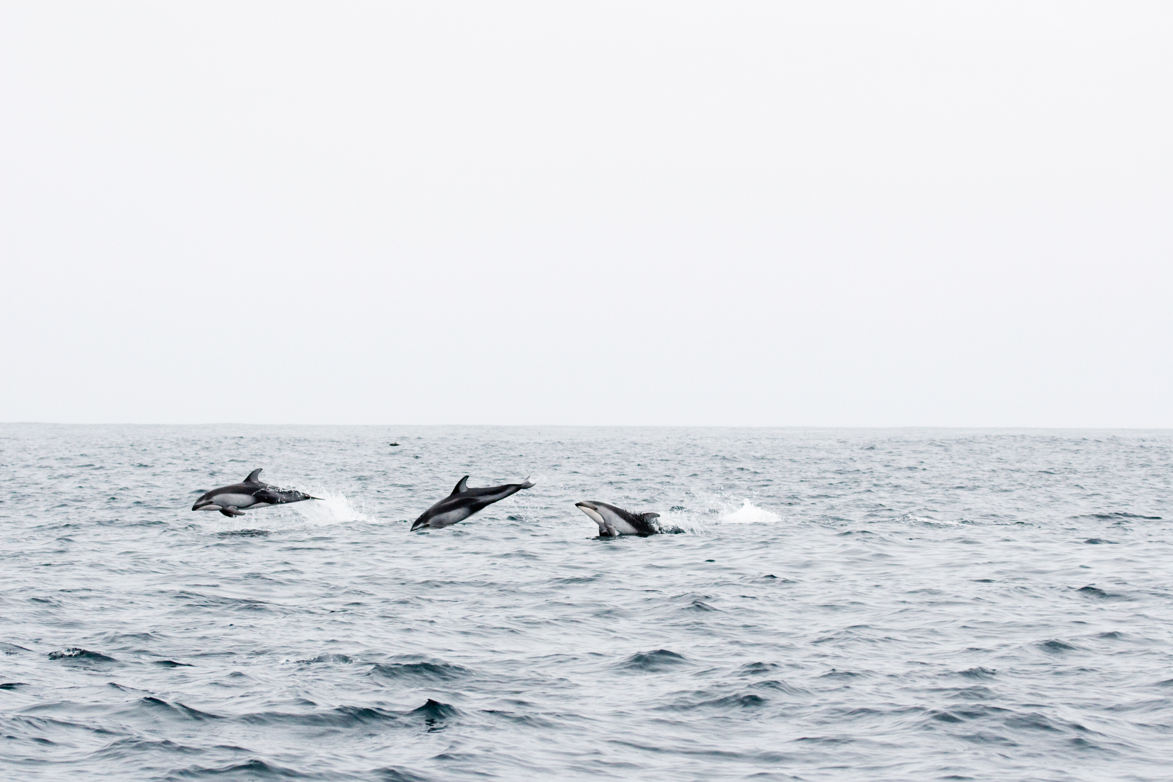 Pacific White-sided Dolphin (Lagenorhynchus obliquidens) are also orca prey