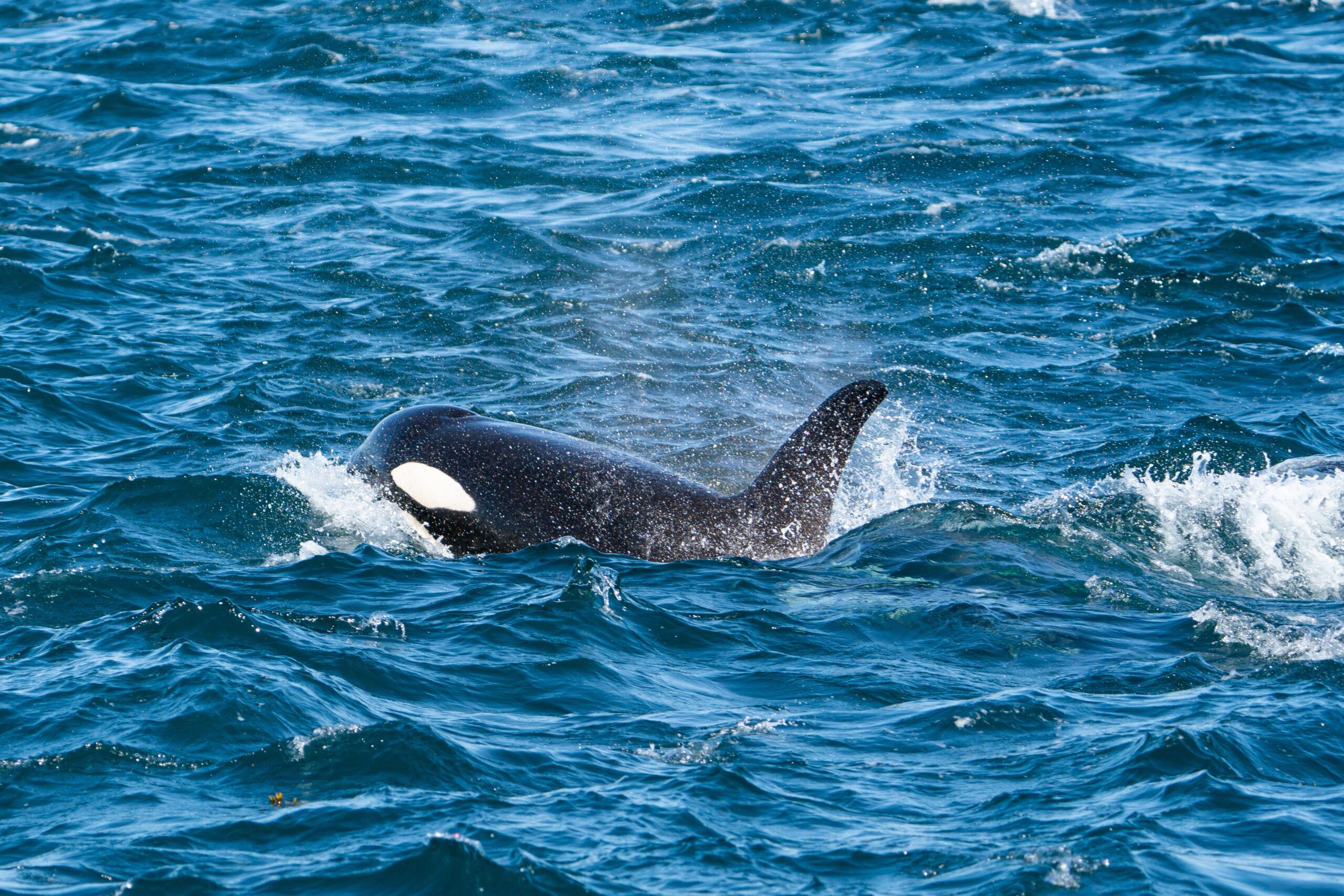 A female orca surfaces, showing her distinctive black body coloration and white eye patch. The female orca has a much smaller, and sickle shaped dorsal fin, compared to the large, spike like dorsal fin of a male.