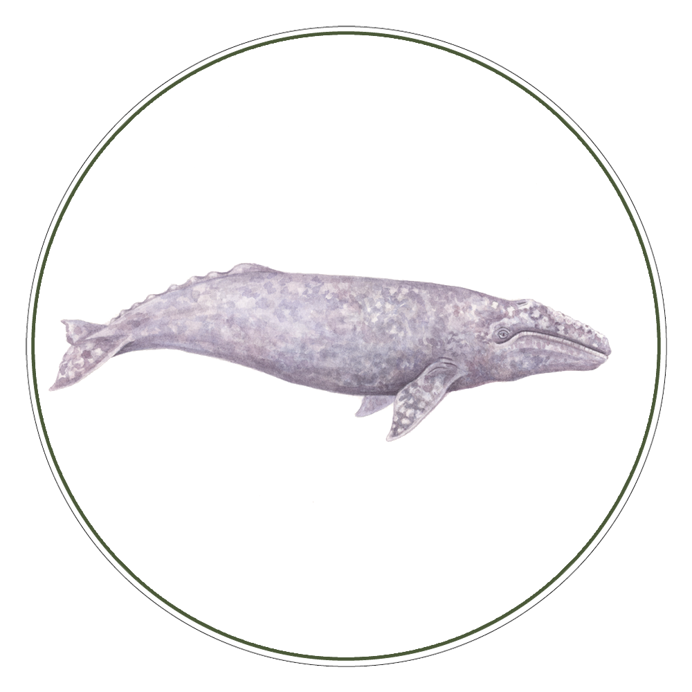 Gray Whale Illustration