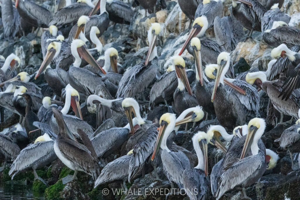 Brown Pelican flock, Monterey Bay, California