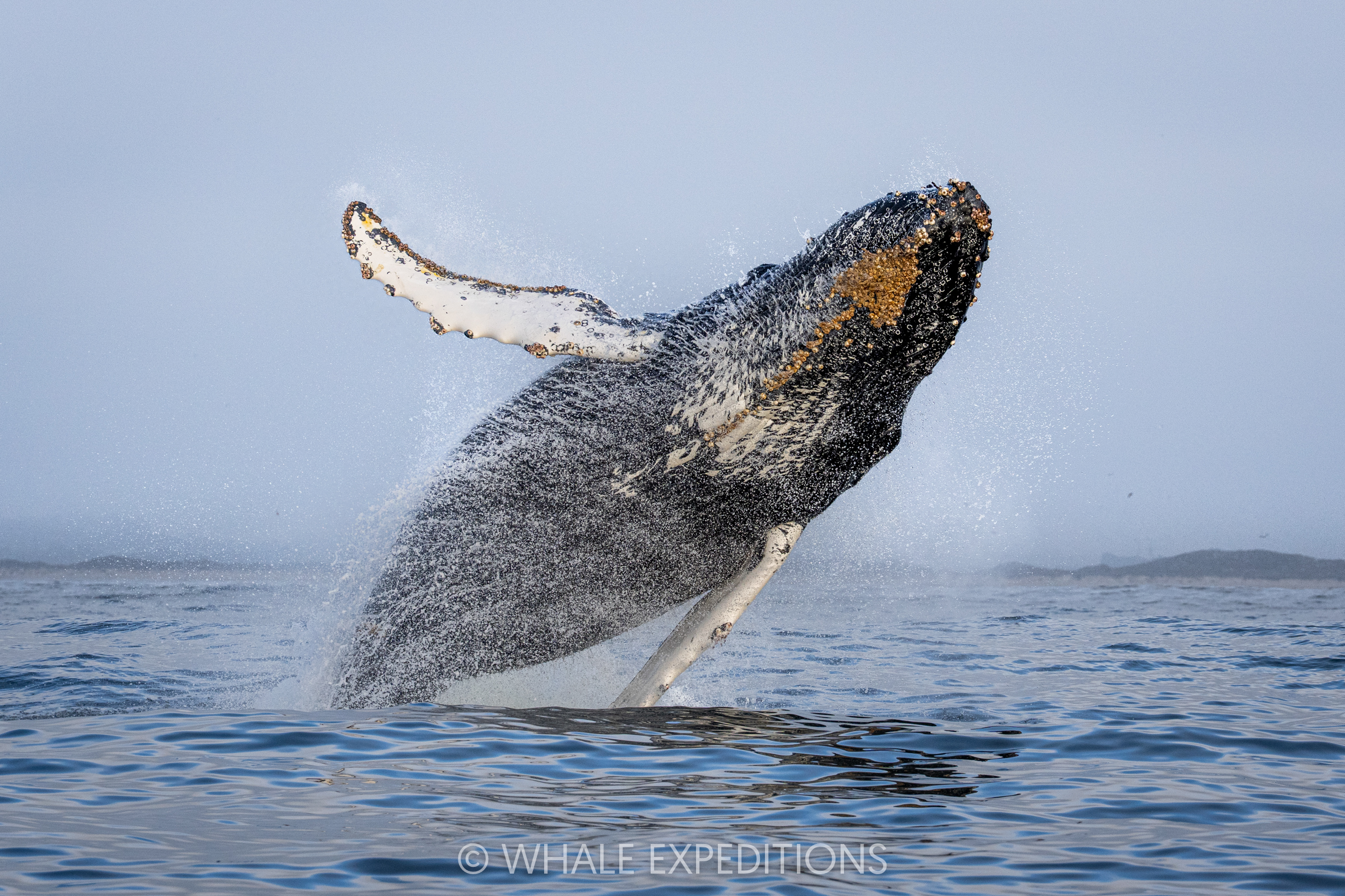 Humpback Whale breaching during our sea otters and whales of Monterey Bay photo tour in 2024