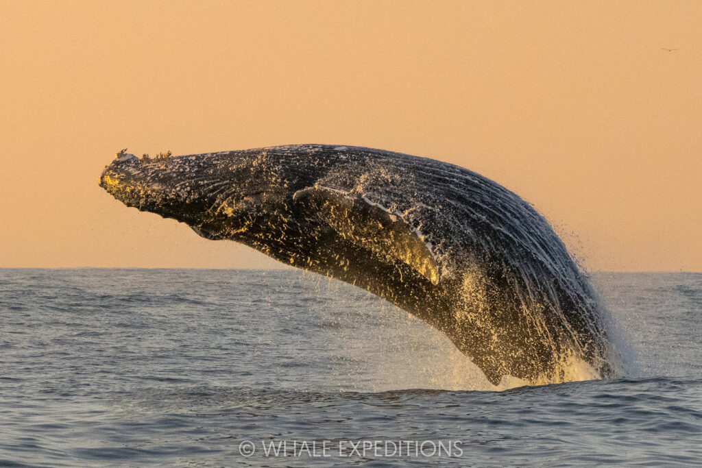 Humpback Whale breaching during our sea otters and whales of Monterey Bay photo tour in 2024