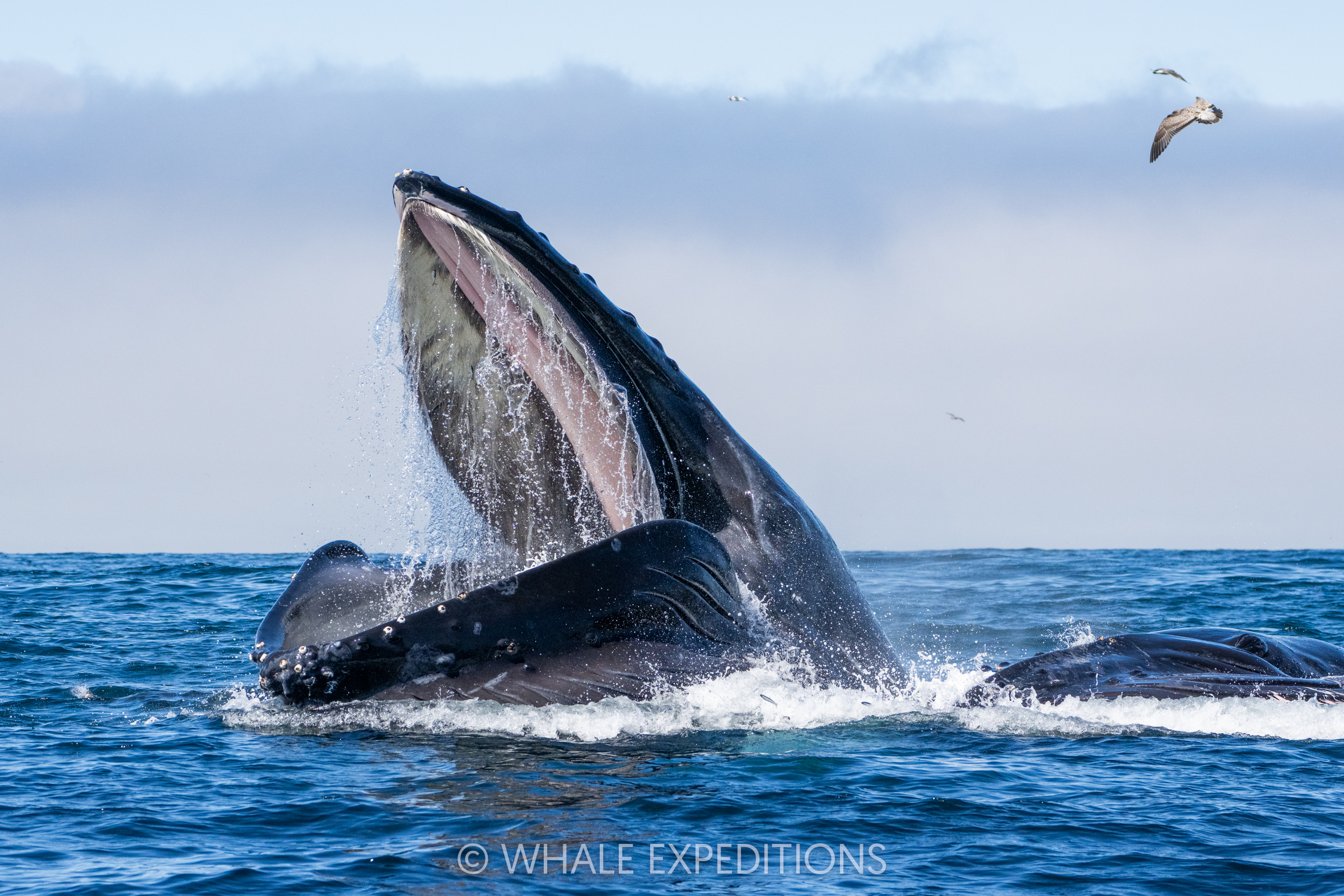 Humpback Whale lunge-feeding during our sea otters and whales of Monterey Bay photo tour in 2024