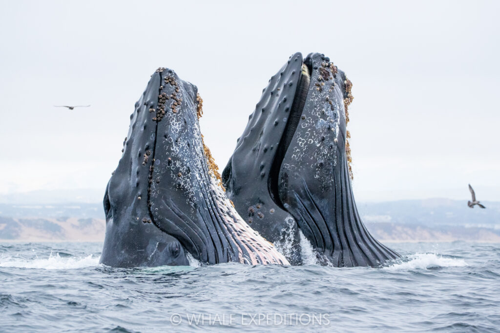 Humpback Whales lunge-feeding during our sea otters and whales of Monterey Bay photo tour in 2024