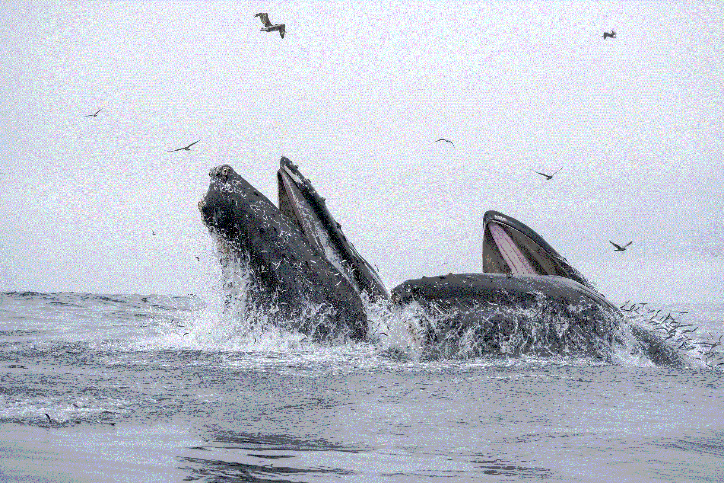 Humpback Whales lunge-feeding in Monterey Bay