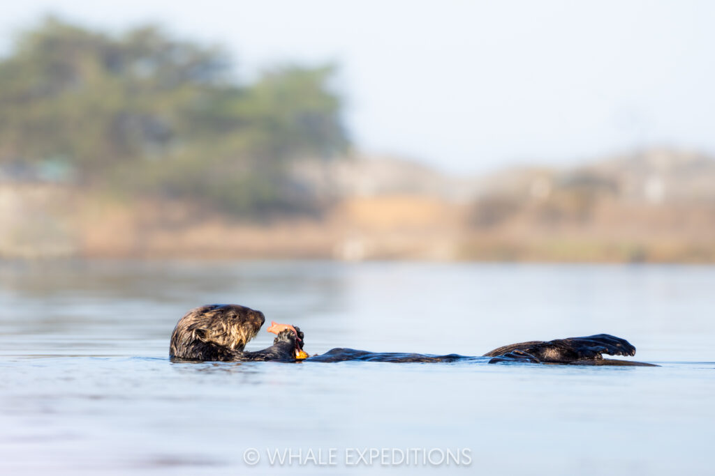 Sea Otter feeding on fat inkeeper worm during our sea otters and whales of Monterey Bay photo tour in 2024