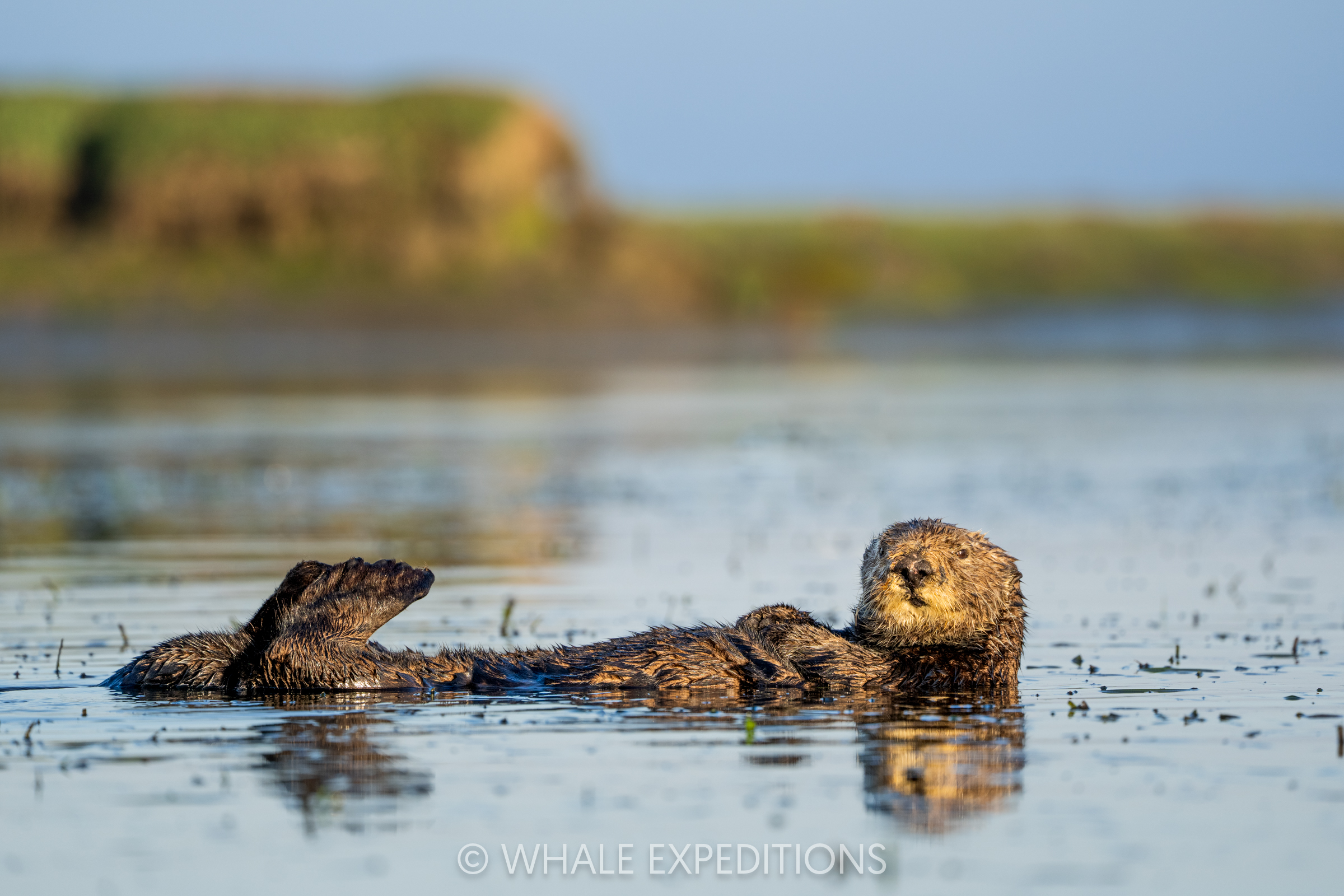 Sea Otter during our sea otters and whales of Monterey Bay photo tour in 2024
