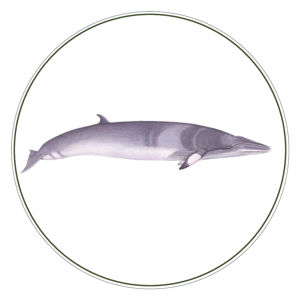 Minke Whale Illustration