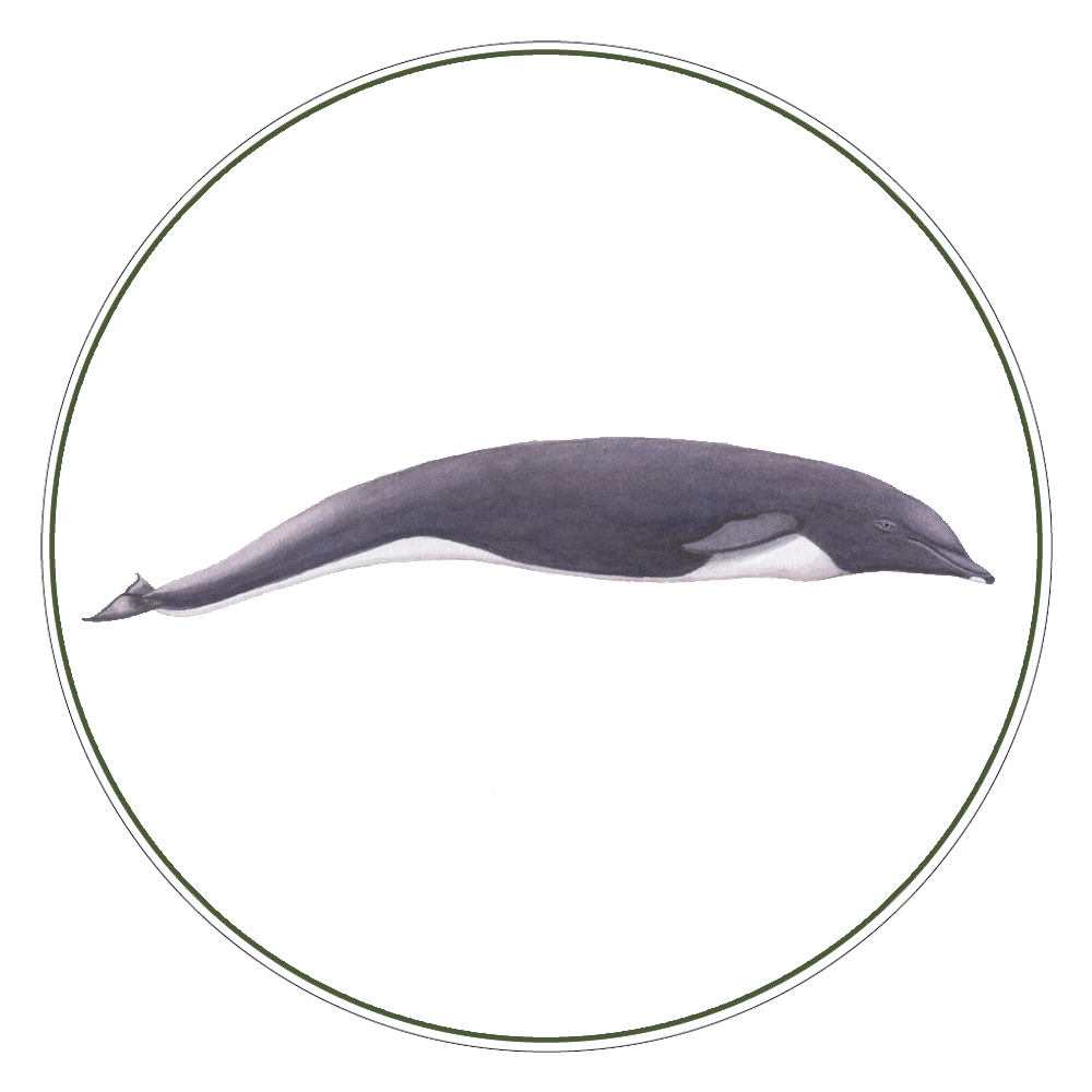 Northern Right Whale Dolphin