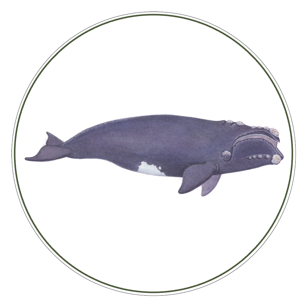 North Pacific Right Whale Illustration