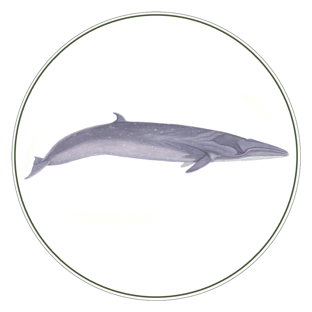 Sei Whale Illustration