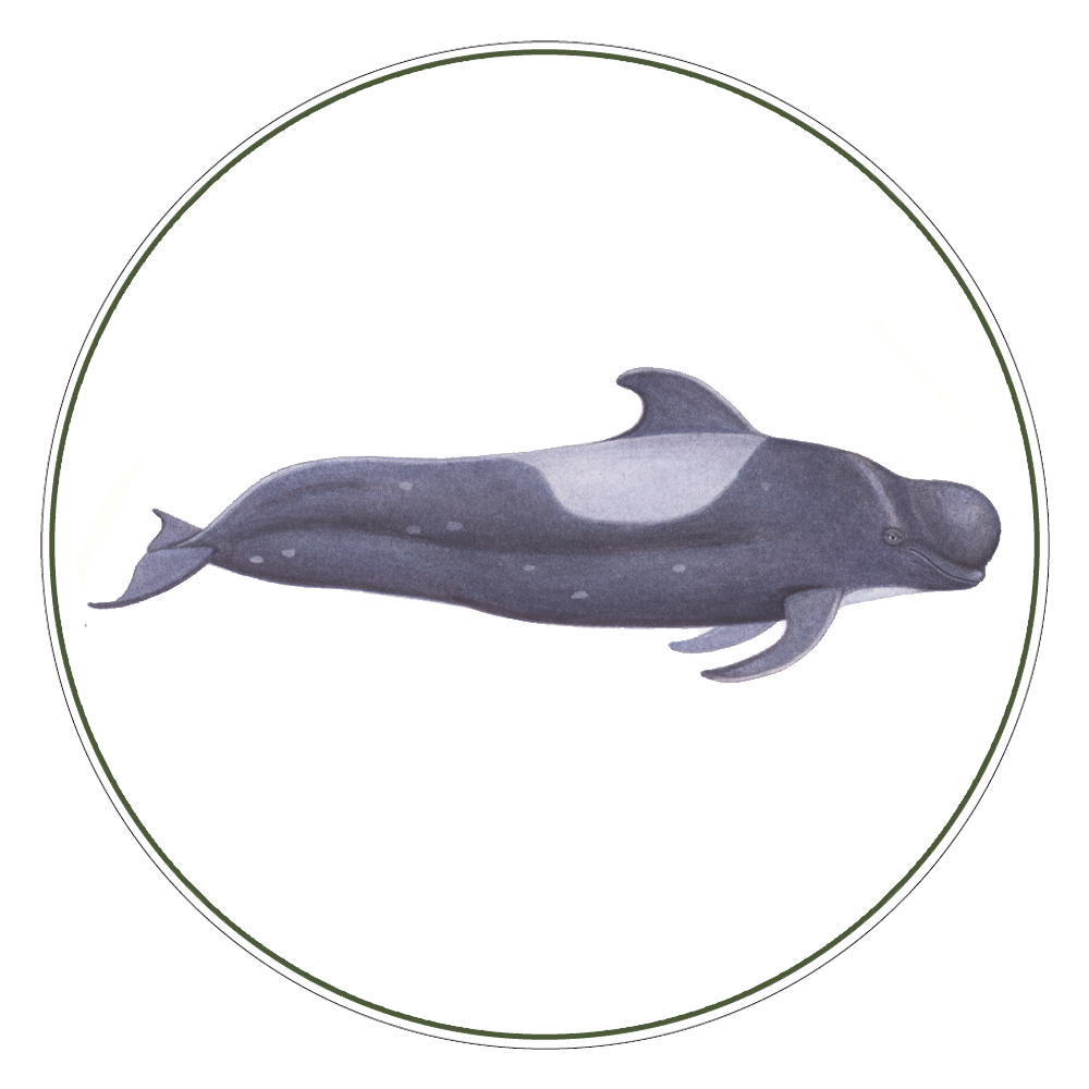 Short-finned Pilot Whale Illustration