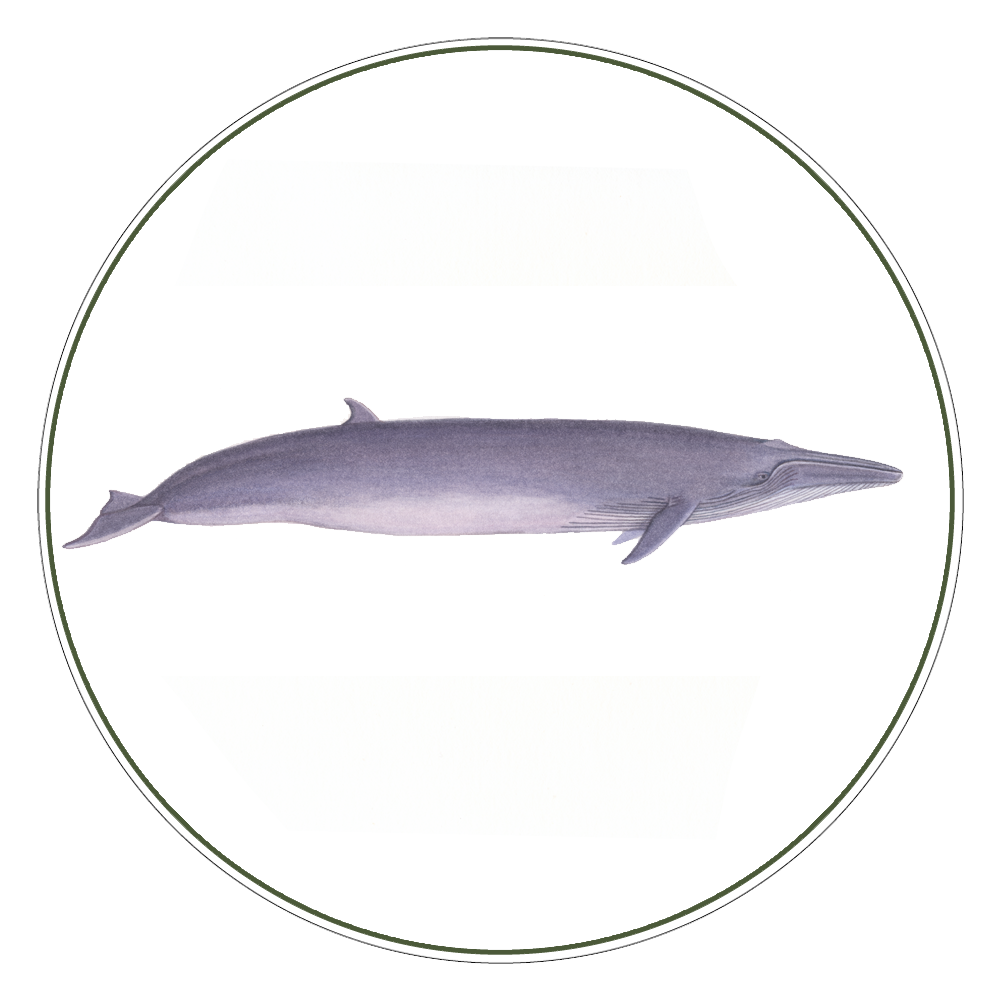 Bryde's Whale Illustration