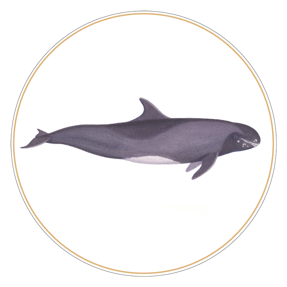 Pygmy Killer Whale Illustration